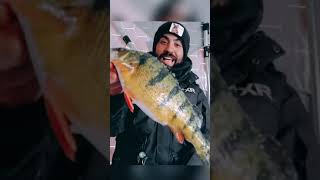 Who else loves jumbo perch? #perch #icefishing #JumboPerch