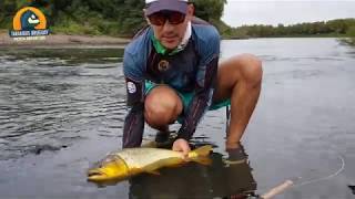 Como pescar dorados con paseante. Pesca de dorados.