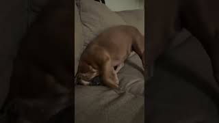 Broken Dog #frenchbulldog