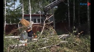 Дачники протестуют против вырубки деревьев в Крутом логу