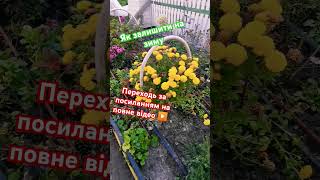 ПІДПИШИСЬ SUBSCRIBE хризантема взимку Zimowa pielęgnacja chryzantem#chrysanthemumflower#short#youtub