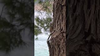 Cicadas sound in Kefalonia