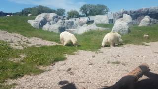 Winnipeg zoo20170705 114942