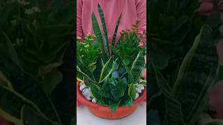 Dish Garden with Snake Plant -Sansevieria & Kalanchoe #shorts #beauty #beautiful #plants #snakeplant