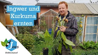 Ingwer und Kurkuma ernten