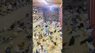 Iranian pigeon army - کبوتر