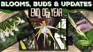 Orchid Bloom, Bud & Garden Update - propagation, cucullata, cattleya, brassavola, hoyas, cactus