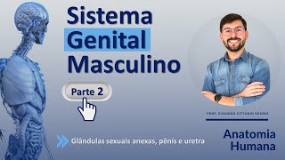 SISTEMA GENITAL MASCULINO - PARTE 2 (FINAL) - ANATOMIA HUMANA