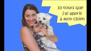 10 tours/exercices de dressage à apprendre à son chien / s'occuper pendant le confinement