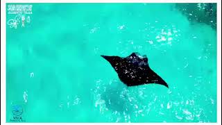 Snorkeling with Manta is a dream