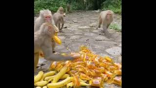 giving food to hungry wild Monkey | wild monkeys need food | feeding monkey | hungry wild animals |