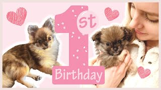 Celebrating our DOGS FIRST BIRTHDAY🥳 Puppy Videos