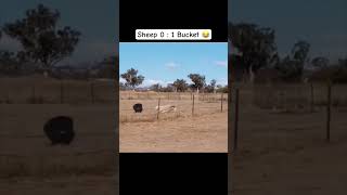 Funny animals 😂 #funnyanimals #sheep #funny #memes #animalshorts #shorts