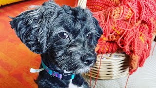 Crochet Doggie Bed Experiment!  With Talulah and Cyndi