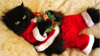 Funny Cute Cats and Dogs Like Christmas Compilation - Funny videos