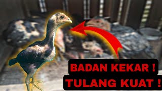 Racikan Makanan Ayam Bangkok Usia 1-3 Bulan Agar Cepat Tumbuh Besar