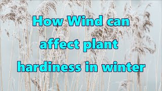 How Wind can Affect Palms and other Plant's Hardiness