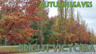 Autumn in Bright Victoria| Ovens River Bright | Autumn leaves in Australia