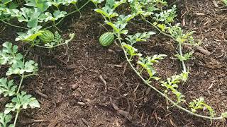 Watermelon At Good Soil Farm