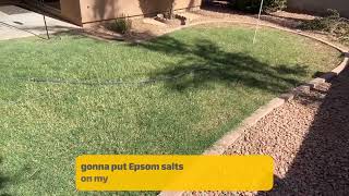 Hit notification bell and subscribe for part two Epsom salt on grass lawn care experiment clips app