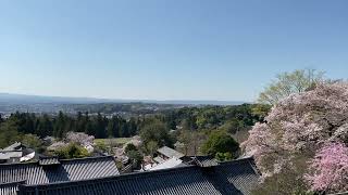 Todai-ji Temple: View from the Nigatsu-do Hall