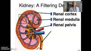 ALH Urinary #1