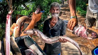 Ohhh!! Attractive Best Village Traditional Street's Very Rural Biggest Eel Fish Market Fish Cutting