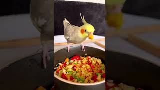 Funny Cockatiel Bird Video