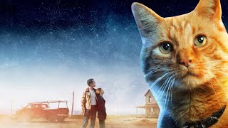 Interstellar Cat Meme