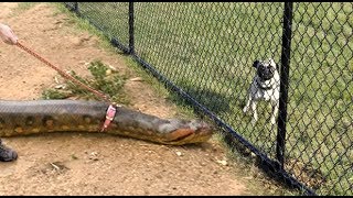 ANACONDA WALKS ON LEASH LIKE A DOG--Feeds on a Squirrel