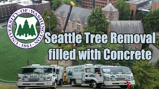 EPIC Seattle Tree Removal filled with Concrete