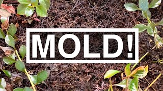 The Dry Start Method | Emersed Aquarium Plants - MOLD Control!!!