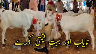 Beautiful weight goats like cows ( Sindh Bakra Mandi )