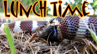 California kingsnake feeding