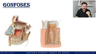 Gonfoses - Sistema articular - Anatomia direto ao ponto!