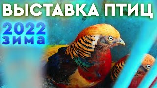 Выставка птиц. г. Мелитополь. 30 января 2022