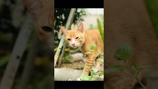 My Tom #cat #catlover #trending #catvideos #catshorts #cute #cuteanimals #cutecat #funny #ytshorts