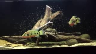 WC Hemichromis Fasciatus pair with free swimmers - Widow and Havoc update (06052016)