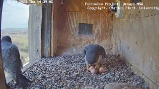 FalconCam 2023 09 07 Xavier pleads for egg time