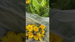 Collecting dandelions #Moldova #papadie #dandelions #beautiful check next video for recipe