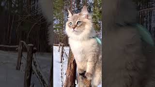 Magical cat | Cat in snow