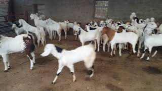 Qasmi goat faram 2018 mufyi ahmad qasmi