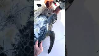 Boat Captain Saves Turtle by Tugging Net From Throat || Dogtooth Media