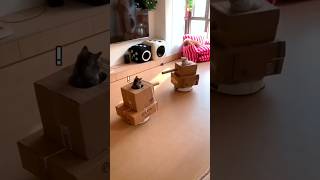 🐱 Funny cute cat | Part9