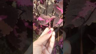 Coleus plant ki cutting kar ke 2 se 3 ,3 se 4 plant hona 🍂🪴# plants # garden