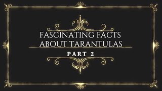 INTERESTING AND FASCINATING FACTS ABOUT TARANTULAS PART 2