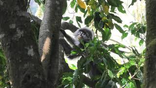 The Shan State Langur Is a New Species! Formerly Regarded as Phayre's Leaf Monkey.