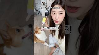 코코는 단어로만 구별할까?🐶단어 테스트!