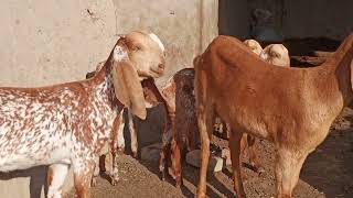 Must Use ivermectin Injection In Goats For Blood parasites