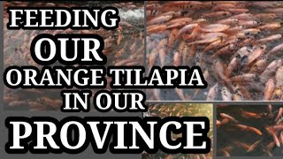 feeding our orange tilapia in our province